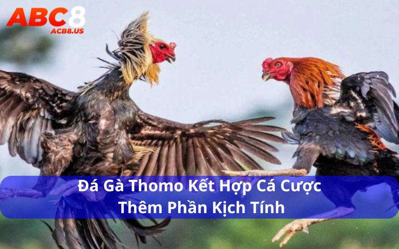 Tìm Hiểu Thông Tin Đá Gà Thomo Từ A Đến Z Chi Tiết Nhất Đá gà thomo kết hợp cá cược thêm phần kịch tính