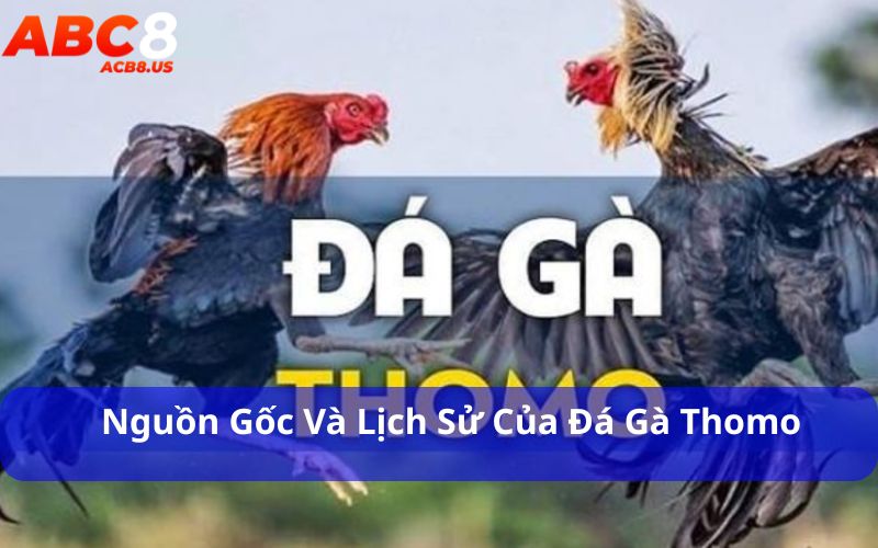 Tìm Hiểu Thông Tin Đá Gà Thomo Từ A Đến Z Chi Tiết Nhất Nguồn gốc và lịch sử của đá gà thomo