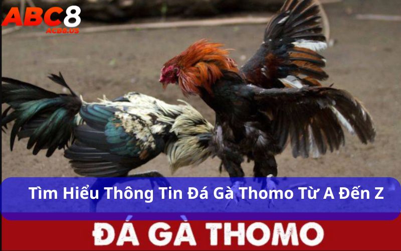 Tìm Hiểu Thông Tin Đá Gà Thomo Từ A Đến Z Chi Tiết Nhất Đá gà thomo